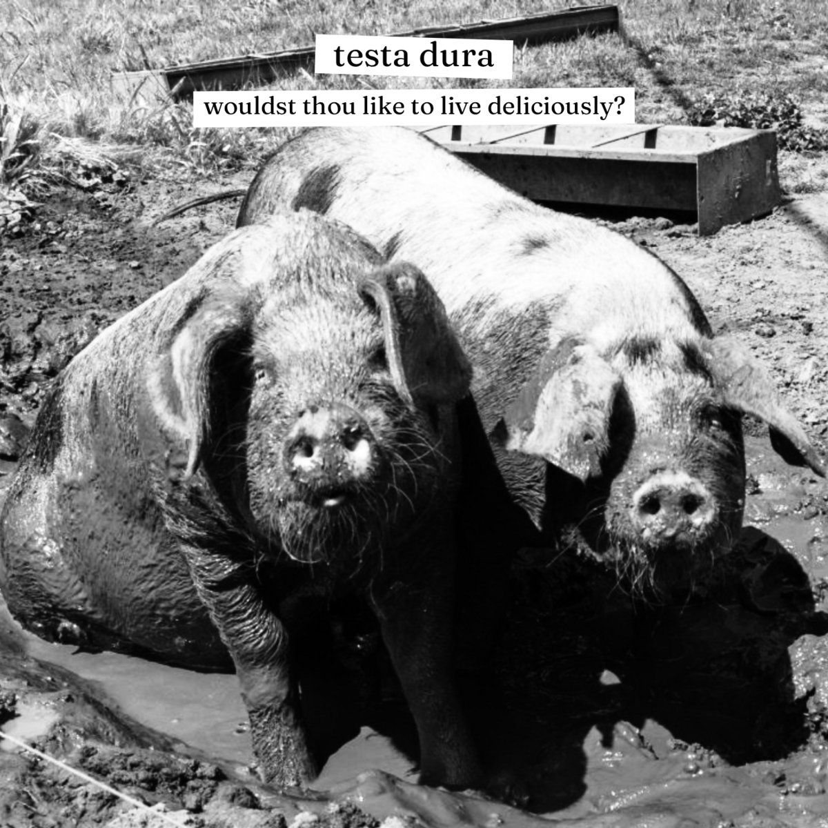 Couverture de l'album Wouldst Thou Like to Live Deliciously? - Testa Dura